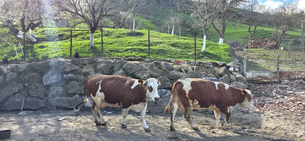 Vaca bălțată românească