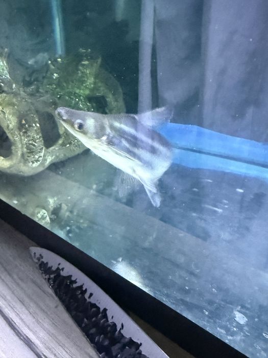 Pangasius пангасиус акула сом