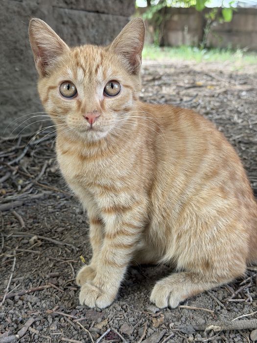 Рыжий котенок (девочка) ищет дом