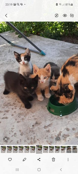 Котята 2 ух месячные