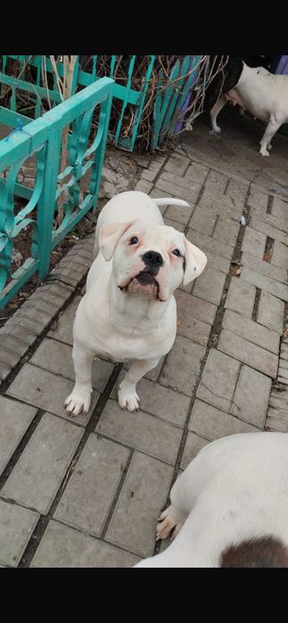 Продается щенок Американского бульдога