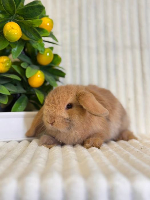 Quyon Кролик Mini dekorativ quyon bolasi