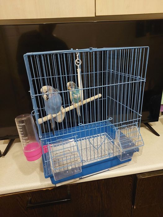 Попугайчики клетка корм минералы