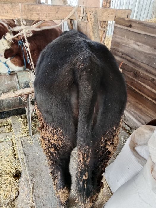 Бузау токал ургашы ангус