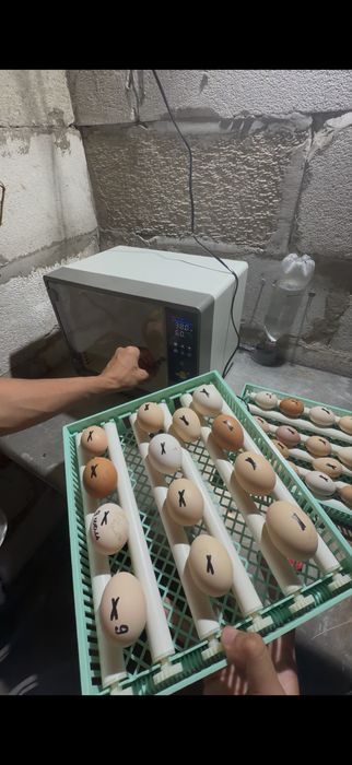 Инкубатор для яйц