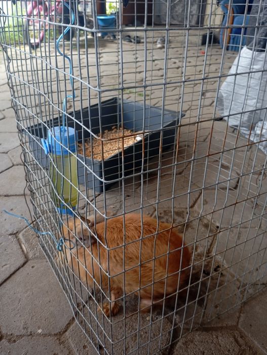 Продам декоративного кролика