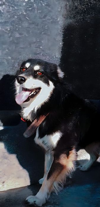 Собака ищет дом!