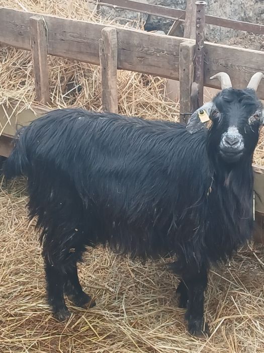 Қошқар теке ешкі.