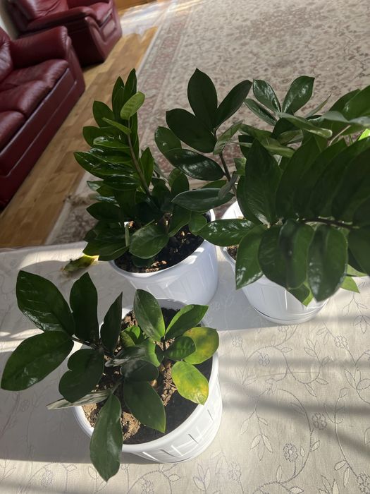 Замиокулькас (Долларовое, денежное дерево)