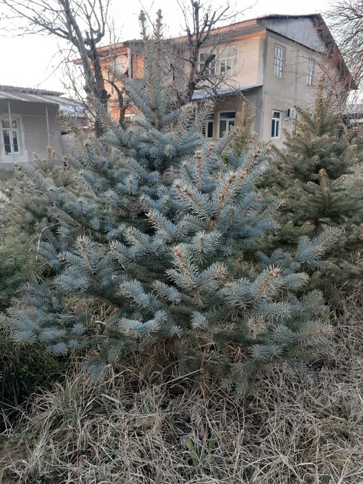 Голубая ель сотилади 500 000 мингдан