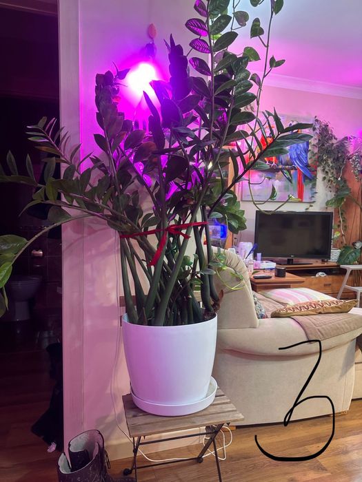 Растения деревья живые