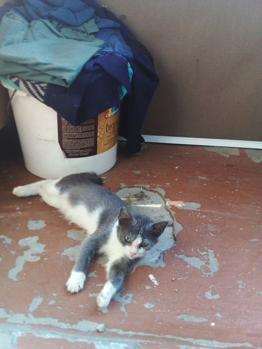 Котёнок в добрые руки