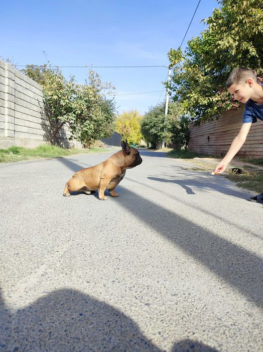 Мальчик Французского бульдога
