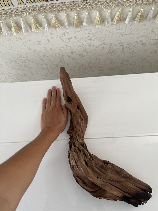 Коряга мангровая