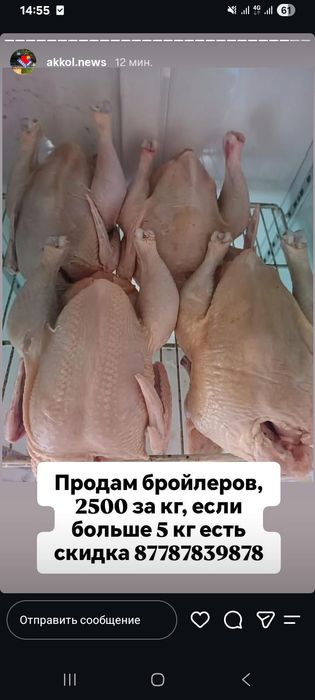 Продам бролер домашний