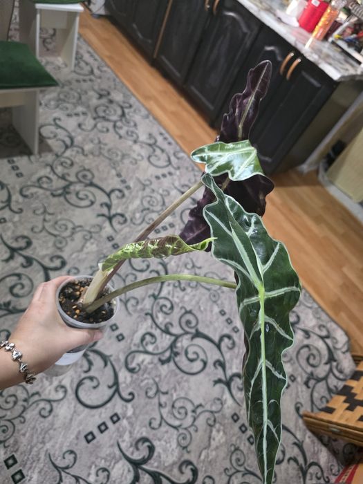 Продам деток алоказии Полли