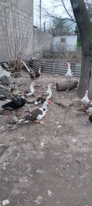 Продам самцов Шипунов.