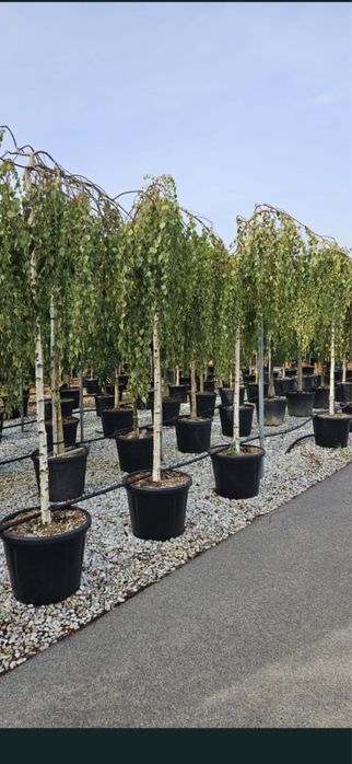 Betula pendula 'Youngii'