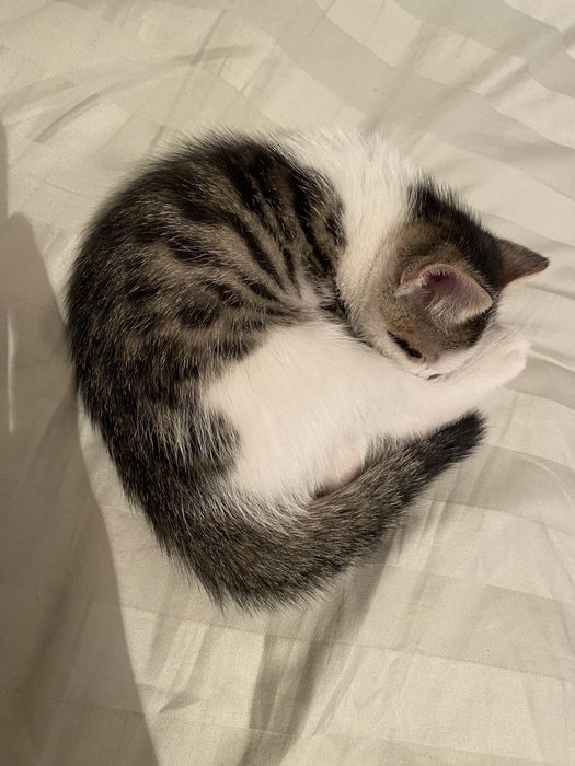 Котенок мальчик