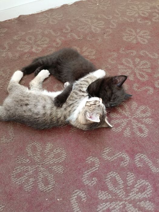 Mushukchalar hadyaga beriladi