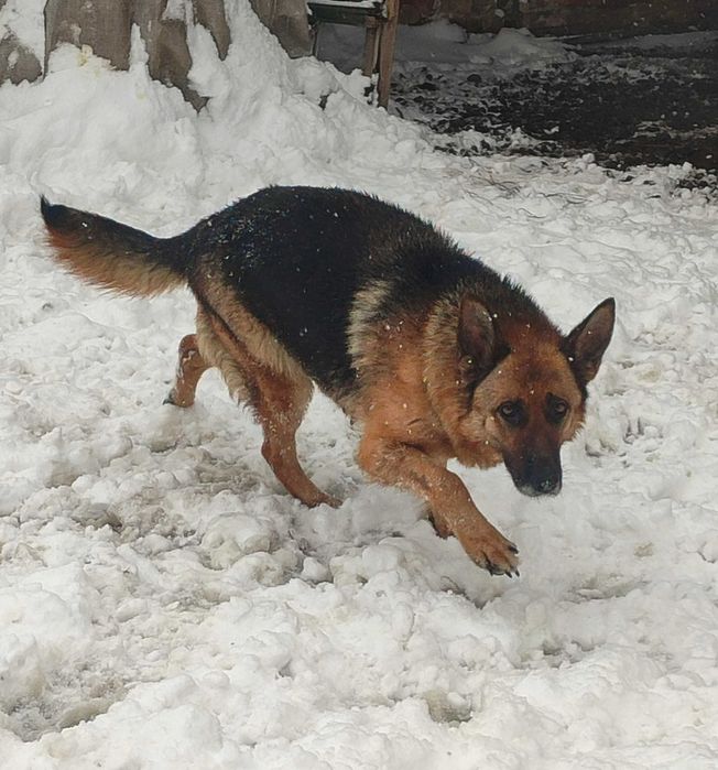 Щенки немецкой овчарки