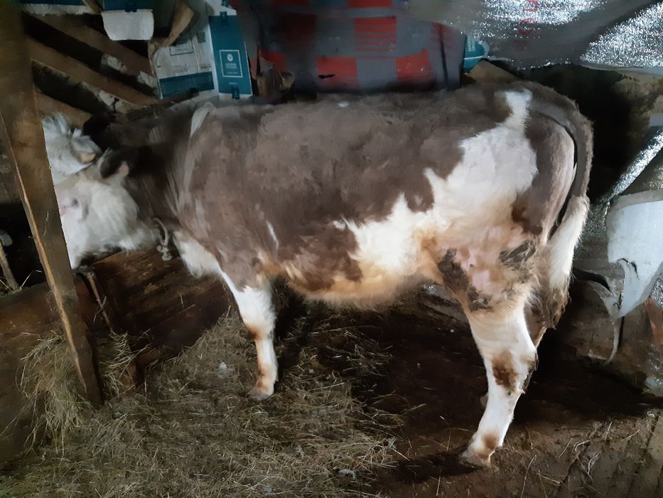 Бык и телка годовалые