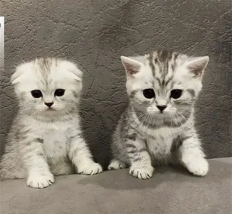 Замечательные Малышатики