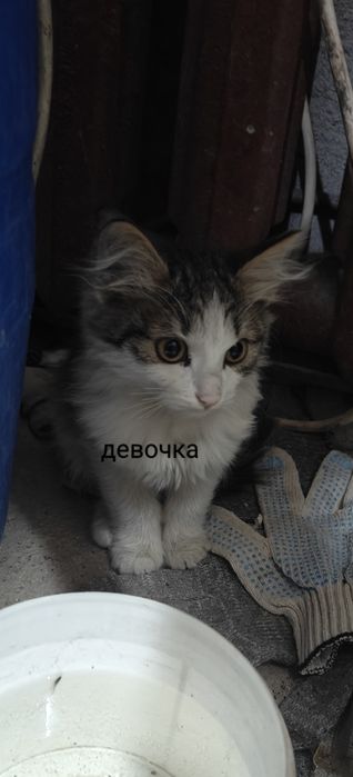 Отдам котят в добрые руки