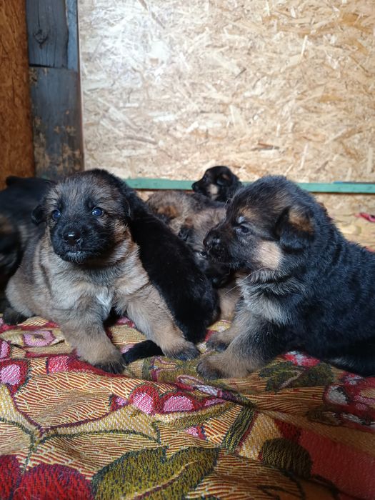 Щенок немецкой овчарки.