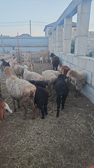 Продам козы и бараны