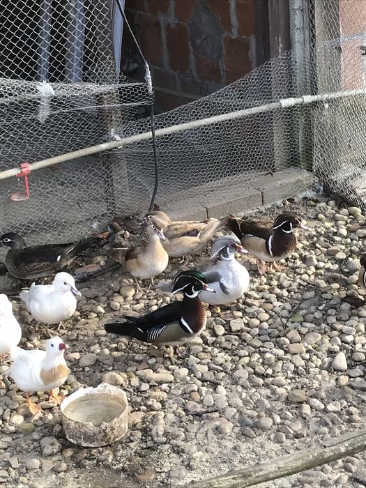 Продавам пауни  Арлекини и  Бели