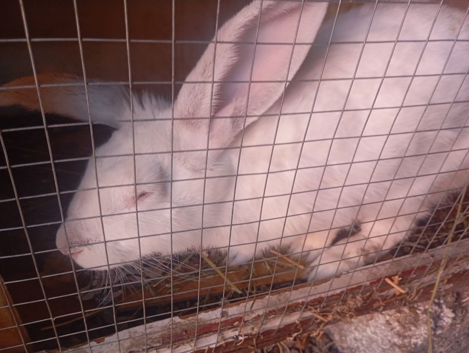 Продам кроликов домашних