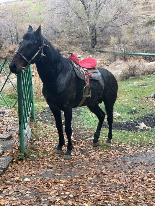 Айгыр сатылады 5 жаста
