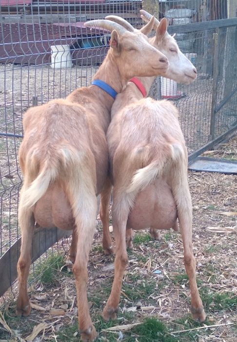 Două capre de vânzare