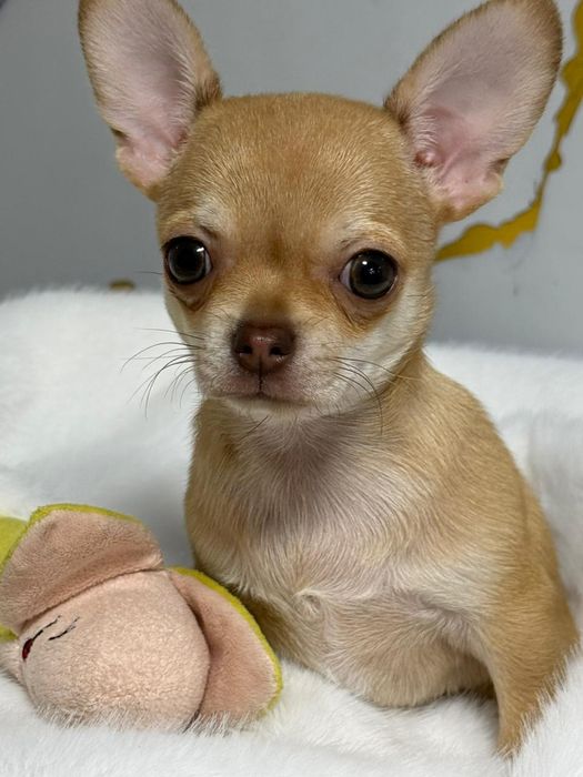 Чихуахуа мальчик рыжий