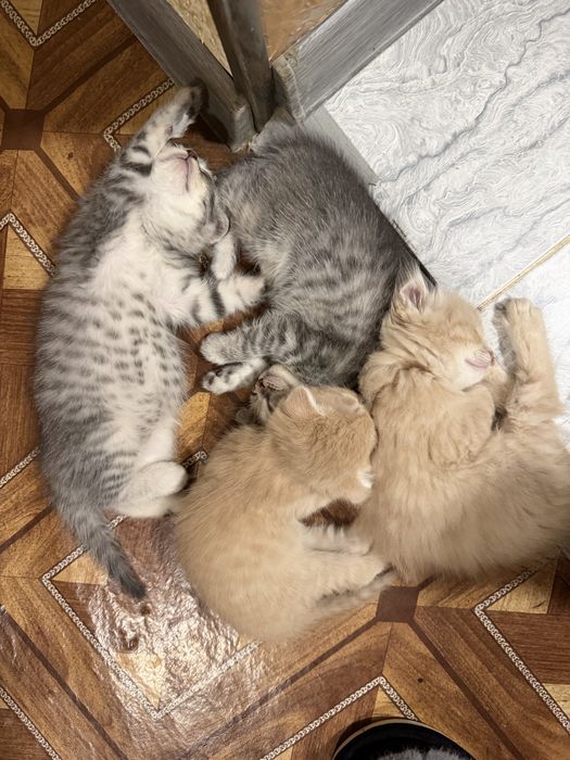 Продаются котата скотиш фолд