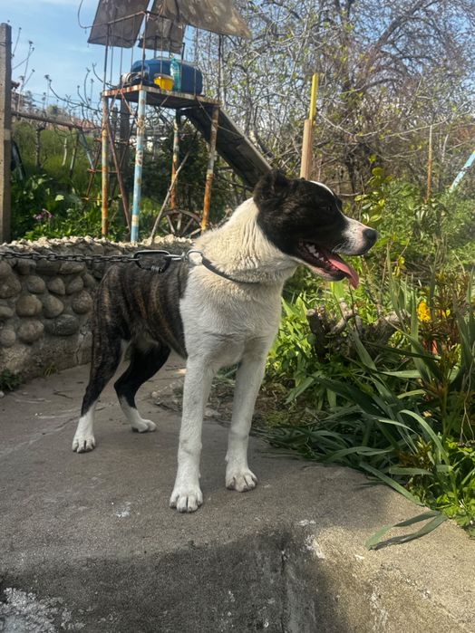 Подарявам куче с паспорт