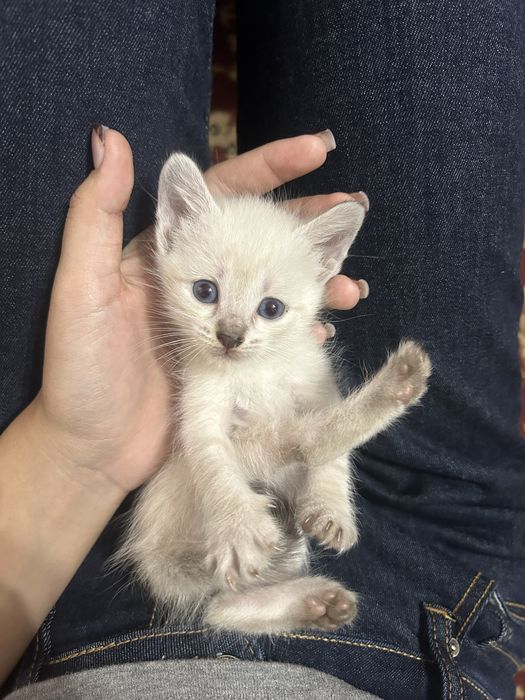 котята, отдам в добрые руки