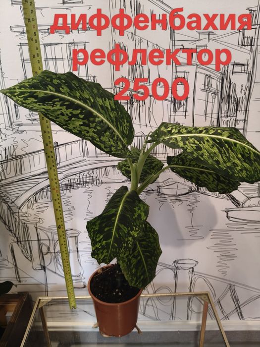 Диффенбахия рефлектор