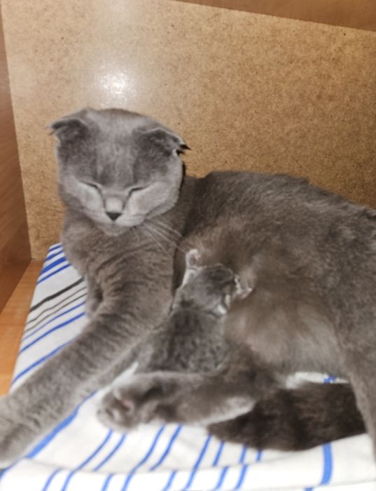 Котята  от Британской вислоухой