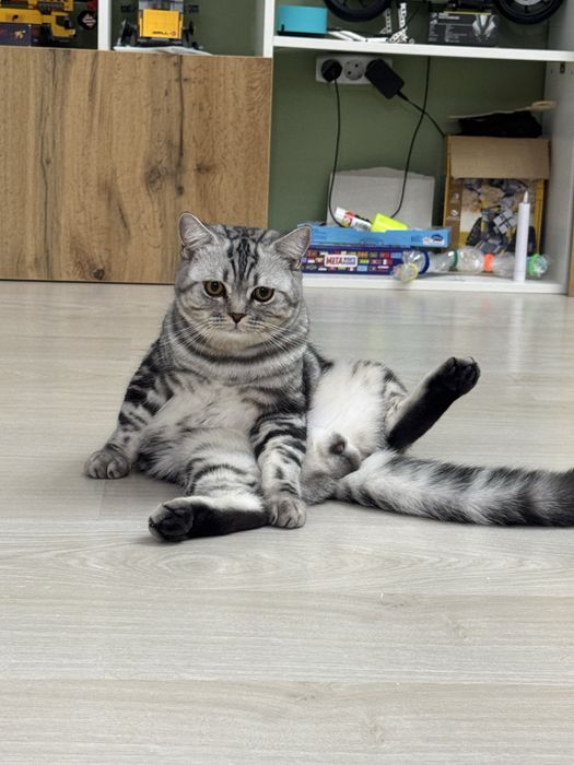 Котенок скотиш страйт
