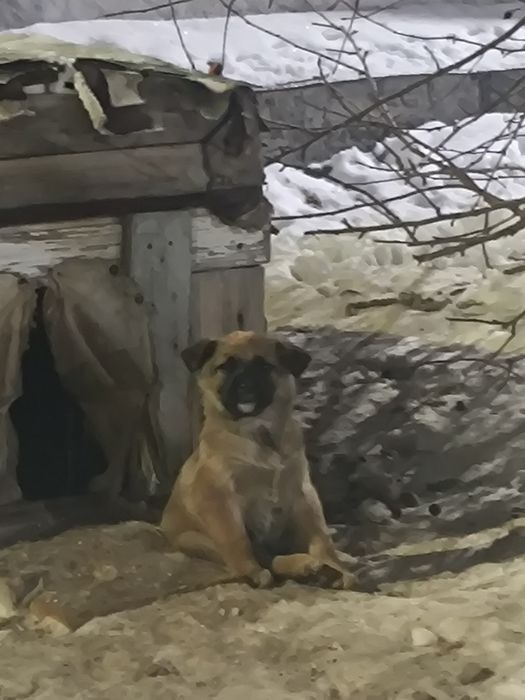 Отдам щенят 1 месяц.