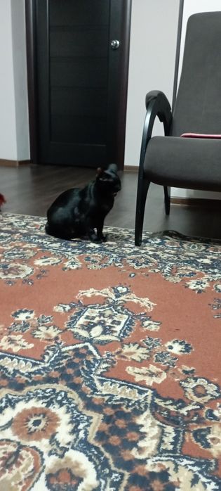 Кошечка в надежные ласковые руки!