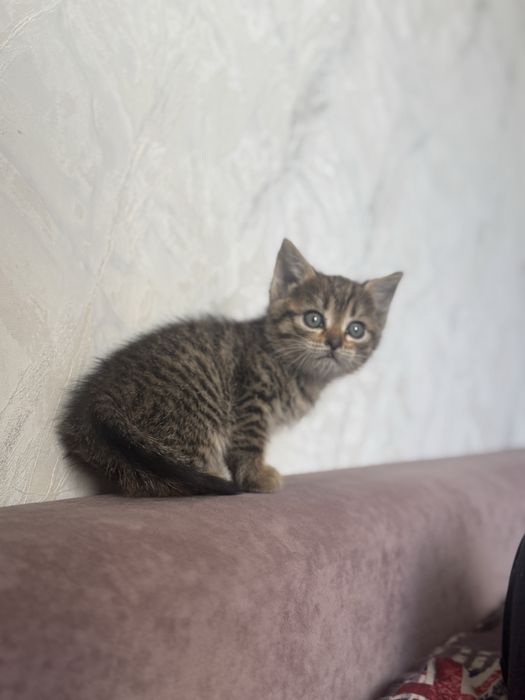 Отдам котят бесплатно