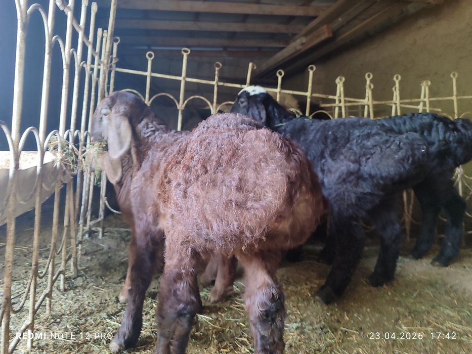 3 дона кучкорча сотилади