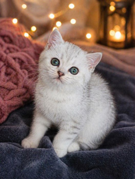 Продаются британские котята