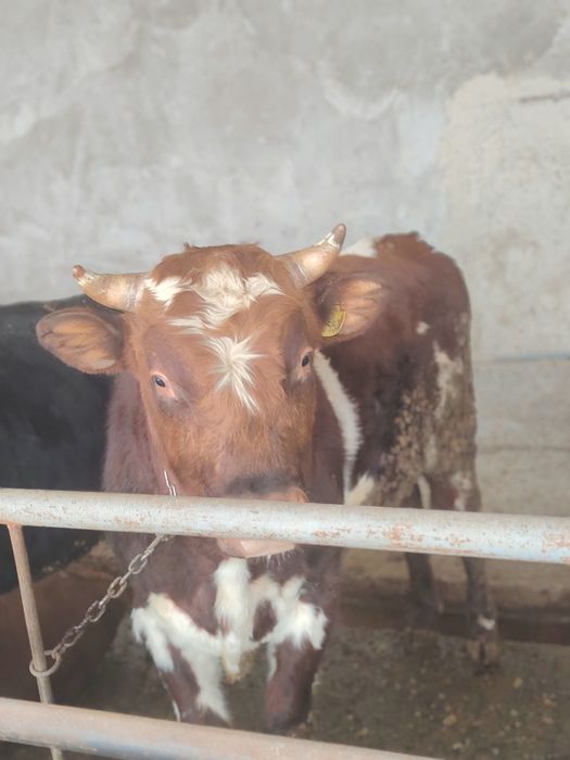 Зоттор букакалар сотилади