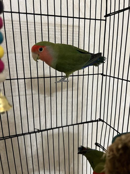 Продам попугаев неразлуечики