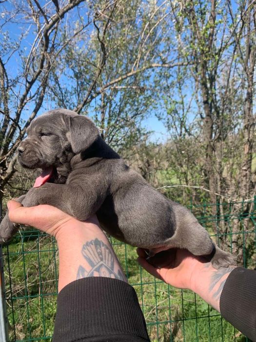 Кане Корсо гр.Харманли - мъжки и женски