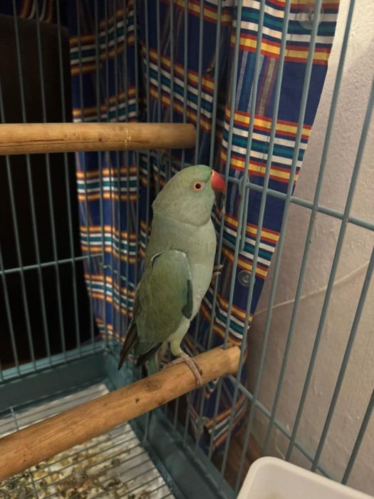 Vând papagal rasa Micul Alexandru